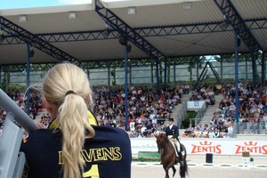 dressage horse