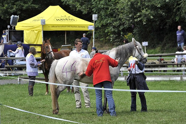 horse vet check